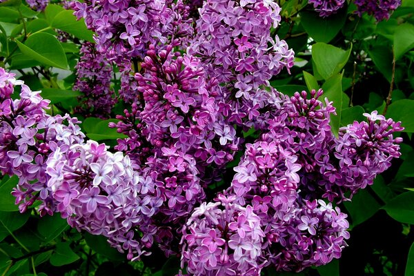 A large flowering shrub of serenity