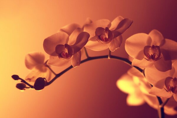 Orchid flower at sunset