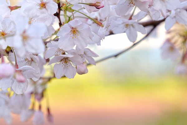 C est le printemps. Pétales de cerises blanches