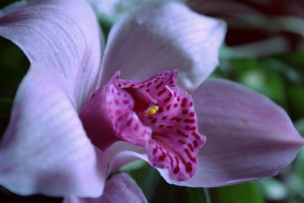 Belle orchidée lilas dans la forêt