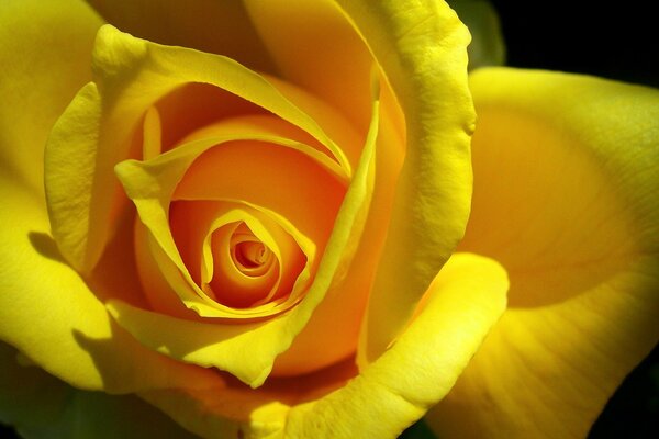 Bright yellow rosebud