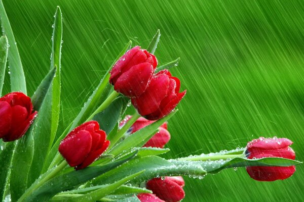 Ramo de tulipanes rojos en rocío