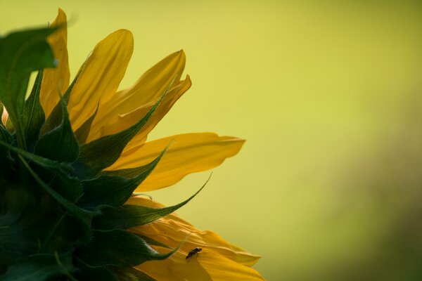 Fotografía de girasol solar amarillo