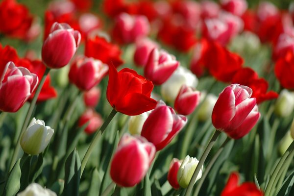 Lots of scarlet and white tulips