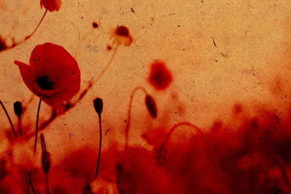 Photo of poppies with paper effect