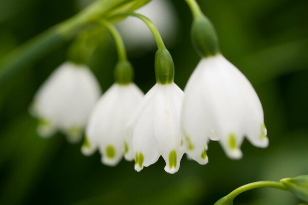 Campanillas de invierno de primavera en el bosque