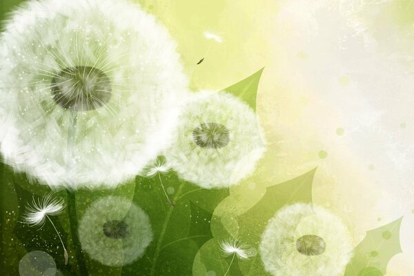 A few dandelions on a light background