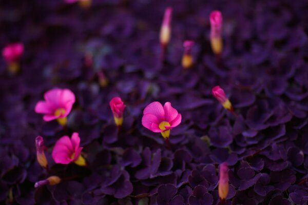 I fiori viola luminosi crescono