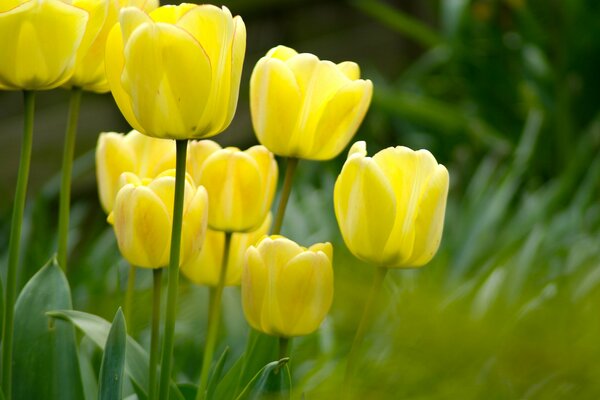 Tulipes jaunes photo dans le jardin