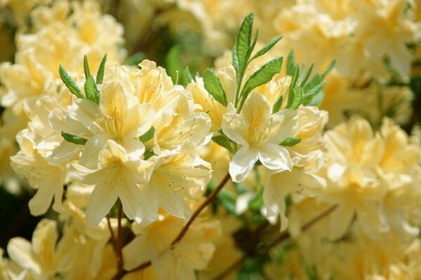 The beauty of nature. Blooming yellow tree