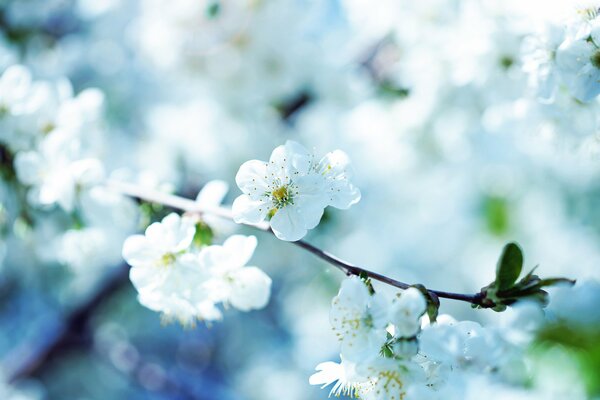 A blooming branch with snow-white flowers