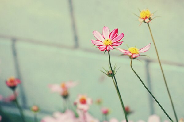 Pink flowers on a white wall background