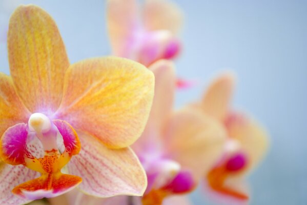 Royal flower sensual orchid