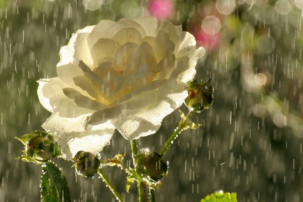 Teerrosenblüte im strömenden Regen