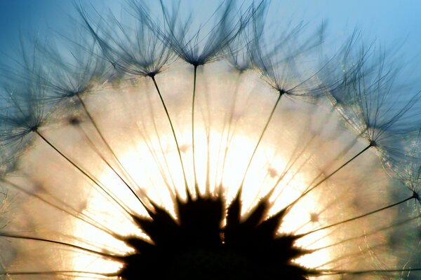 A dandelion in macro photography followed by the rising sun