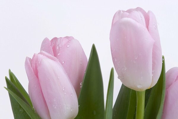 Tulipanes delicados con gotas de rocío