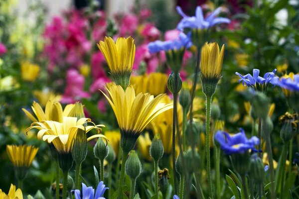 Vielfalt der Blumen auf der Sommerlichtung