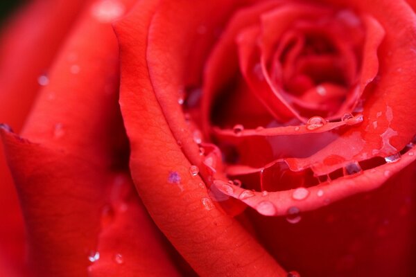 Scarlet rose with dew on the leaves