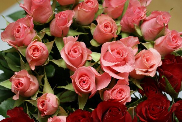 Alegría para Damas rosas rojas y Rosadas