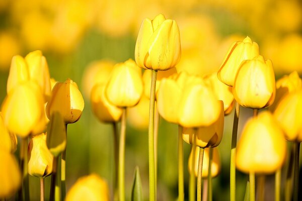 Ein Feld von gelben Tulpen. Schöne Blumen