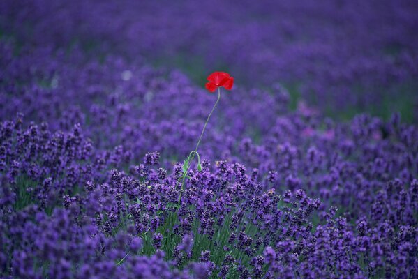 Red poppy on the lavender field