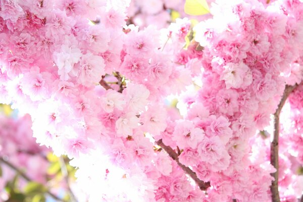 Il sole cade di raggi su un albero di rose