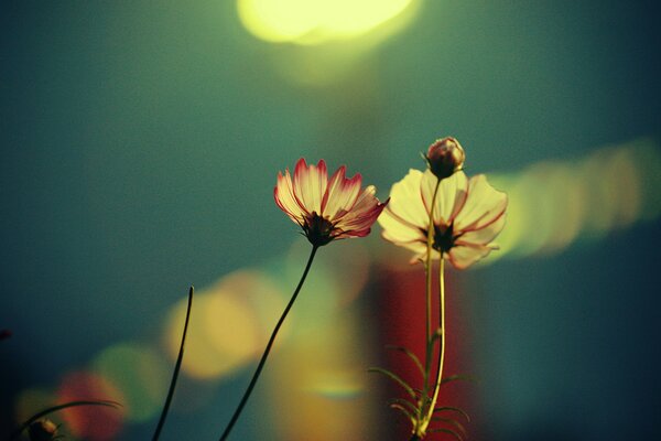 Foto von Blumen in der Nähe mit schöner Verarbeitung. Makro-Bild