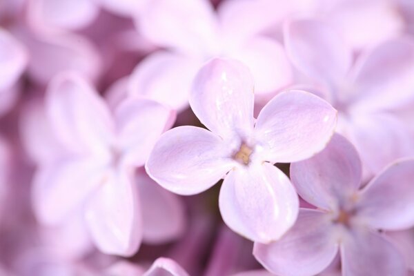 The symbol of spring is the smell of lilac