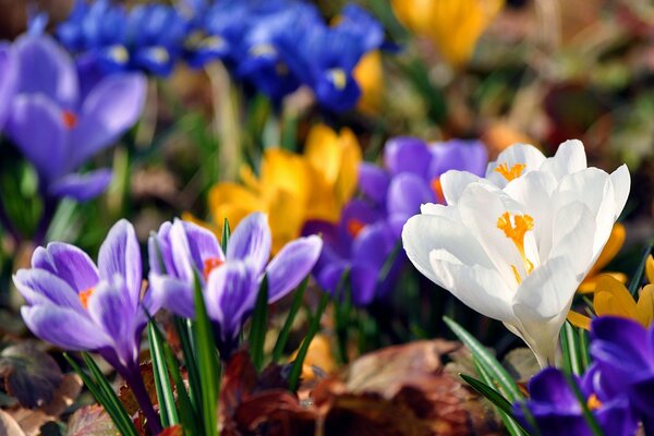 Bright flowering of spring crocuses