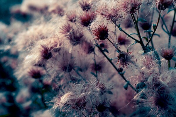 Makro fotografowanie kwiatów w naturze wieczorem