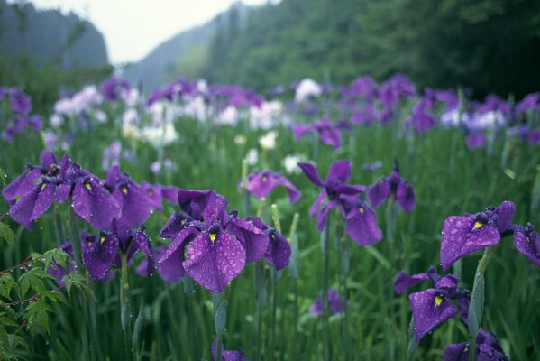 Iris dans le jardin après la pluie