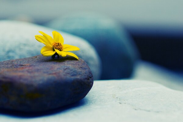 Fleur jaune sur pierre sombre