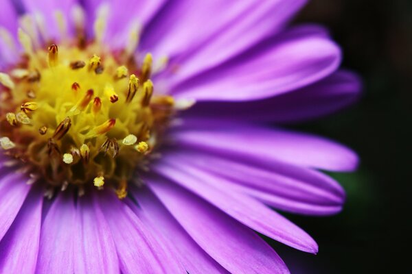 Saftige feuchte und helle Blume