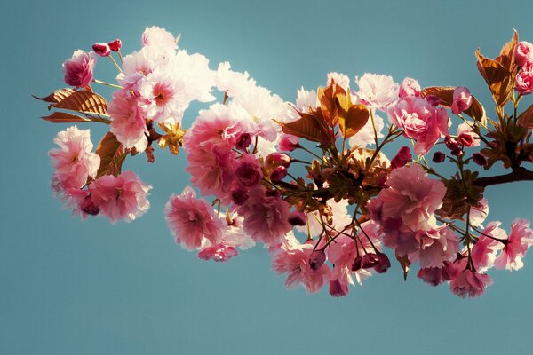 Floraison branche rose sur fond bleu