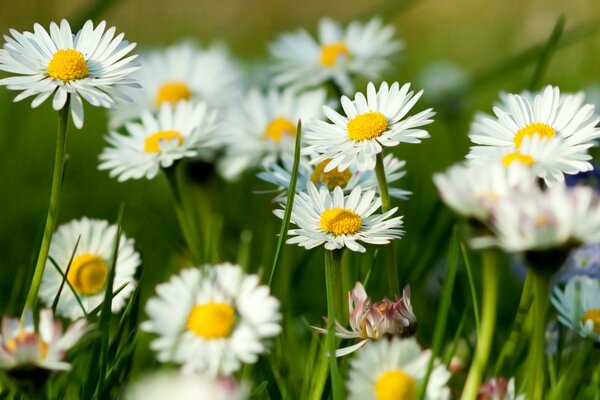 Summer flowers daisies and green grass