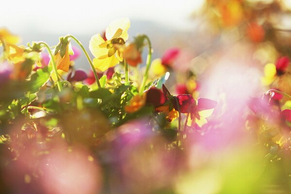 Fiori selvatici multicolori in un prato soleggiato