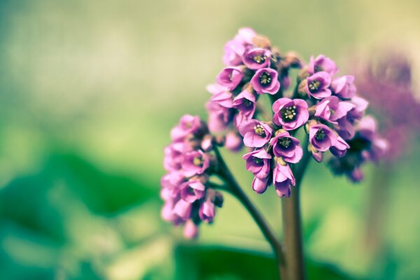 Flor púrpura de primavera en fotografía macro