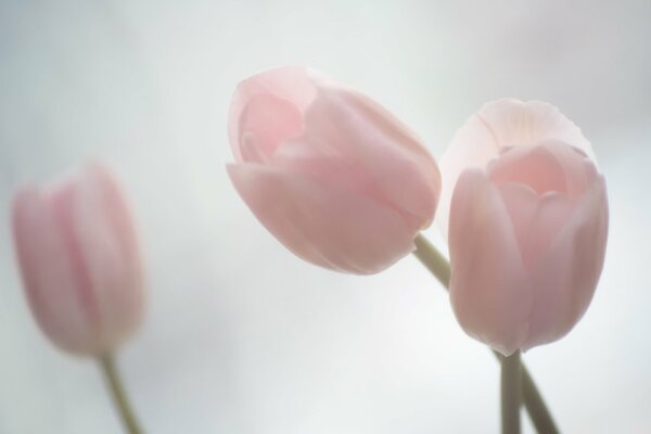 Delicate pink spring tulips