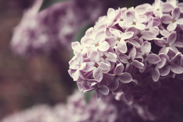 Humeur de printemps fleurs lilas