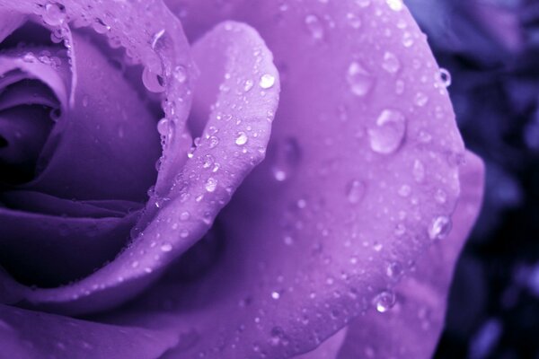 Lilac rose with dew drops