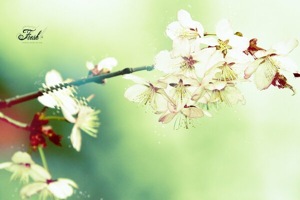 Ramoscello primaverile con fiori in fiore