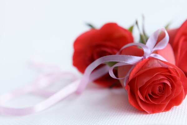 Delicate photo of roses on a light background