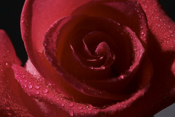 Rosa roja con gotas de agua