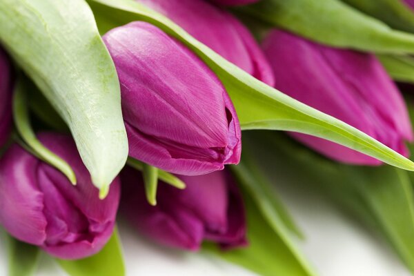 Macro de tulipes roses