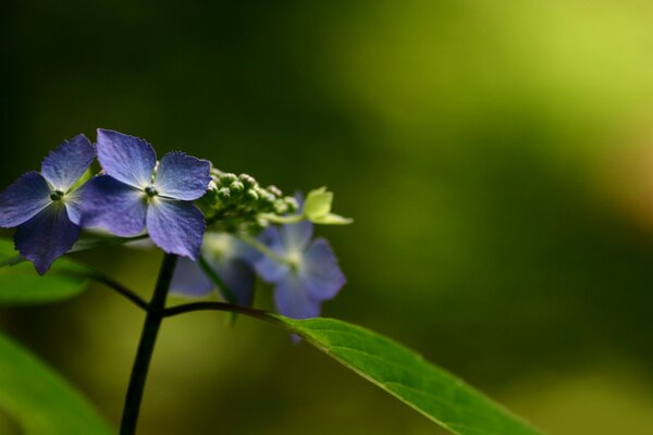 Foto macro de flores hermosas azules