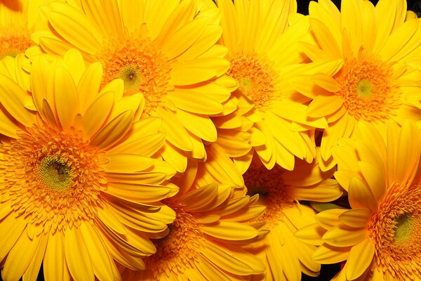 Large orange bright chrysanthemums