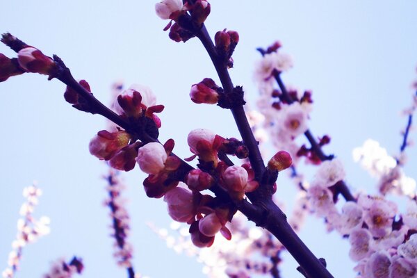 Makro fotografowanie gałęzi sakury