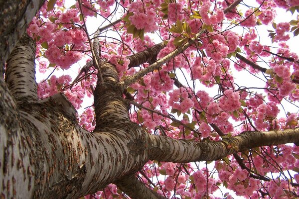 Fiori di ciliegio giapponese a fioritura primaverile