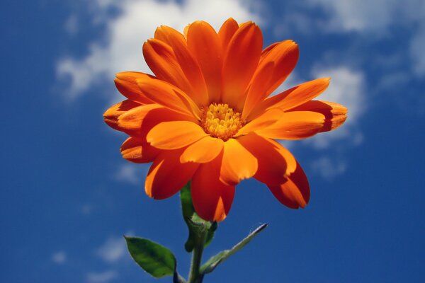 Flor naranja y cielo