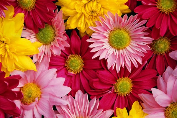 Bouquet of bright multicolored chrysanthemums